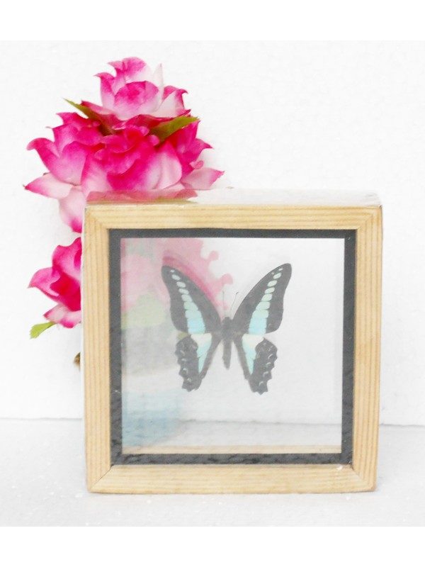 REAL SINGLE BUTTERFLY THE COMMON BLUEBOTTLE TAXIDERMY DOUBLE GLASS IN FRAMED HOMEBUTTERFLY DOUBLE GLASSREAL SINGLE BUTTERFLY THE COMMON BLUEBOTTLE TAXIDERMY DOUBLE GLASS IN FRAMED Product Code: BTD01AAAvailability: 2 REAL SINGLE BUTTERFLY THE GREAT ORANGE TIP TAXIDERMY DOUBLE GLASS IN FRAMED
