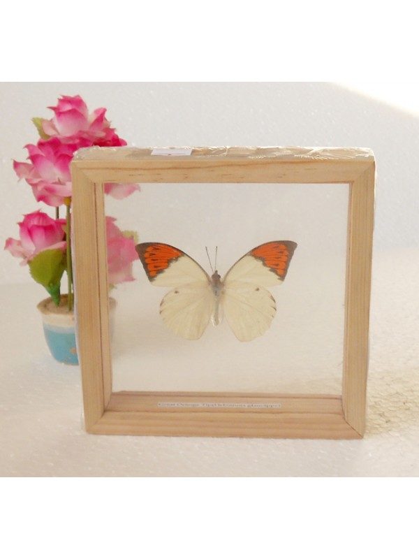 REAL SINGLE BUTTERFLY THE GREAT ORANGE TIP TAXIDERMY DOUBLE GLASS IN FRAMED