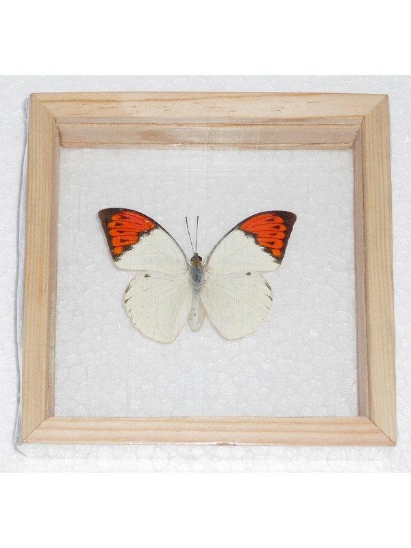 REAL SINGLE BUTTERFLY THE GREAT ORANGE TIP TAXIDERMY DOUBLE GLASS IN FRAMED