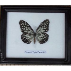 REAL SINGLE CHESTNUT TIGER BUTTERFLY TAXIDERMY IN FRAME