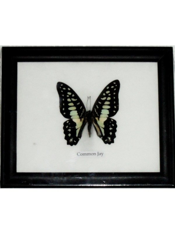REAL SINGLE COMMON JAY BUTTERFLY TAXIDERMY IN FRAME