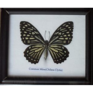 REAL SINGLE COMMON MINE BUTTERFLIES TAXIDERMY IN FRAME