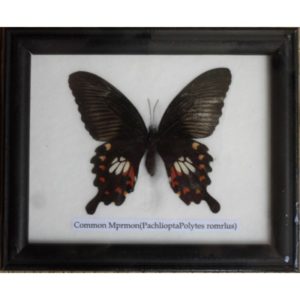 REAL SINGLE COMMON MORMON BUTTERFLY TAXIDERMY IN 