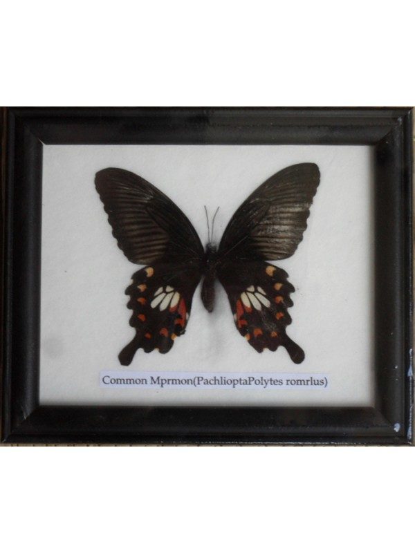 REAL SINGLE COMMON MORMON BUTTERFLY TAXIDERMY IN FRAME