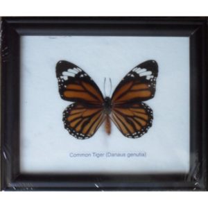REAL SINGLE COMMON TIGER BUTTERFLIES TAXIDERMY IN FRAME