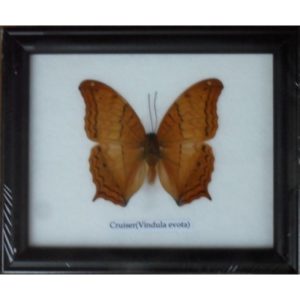 REAL SINGLE CRUISER BUTTERFLY TAXIDERMY IN FRAME