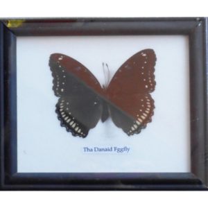 REAL SINGLE DANAID EGGFLY BUTTERFLY BUTTERFLY TAXIDERMY IN FRAME