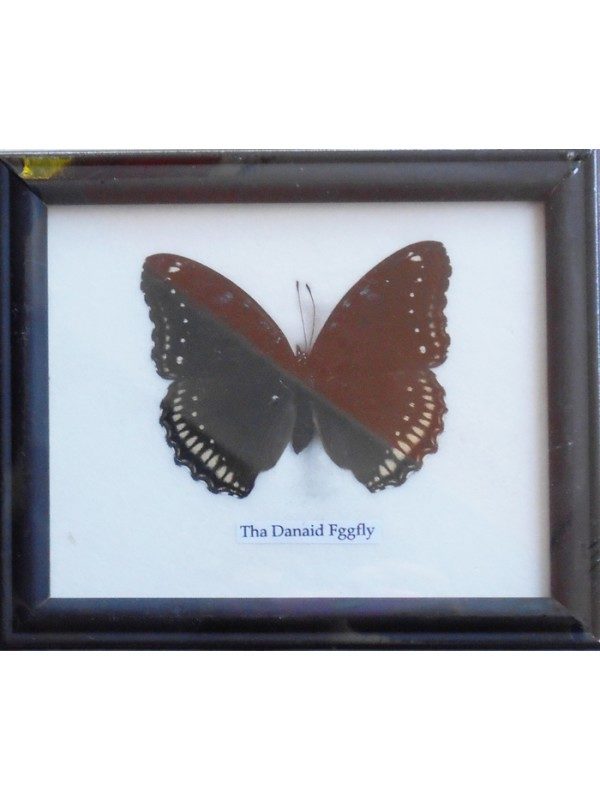 REAL SINGLE DANAID EGGFLY BUTTERFLY BUTTERFLY TAXIDERMY IN FRAME