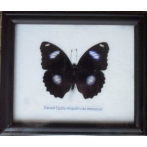 REAL SINGLE DANAID EGGFLY BUTTERFLY TAXIDERMY IN FRAME
