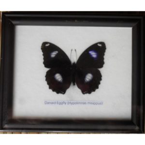 REAL SINGLE EGGFLY BUTTERFLIES TAXIDERMY IN FRAME