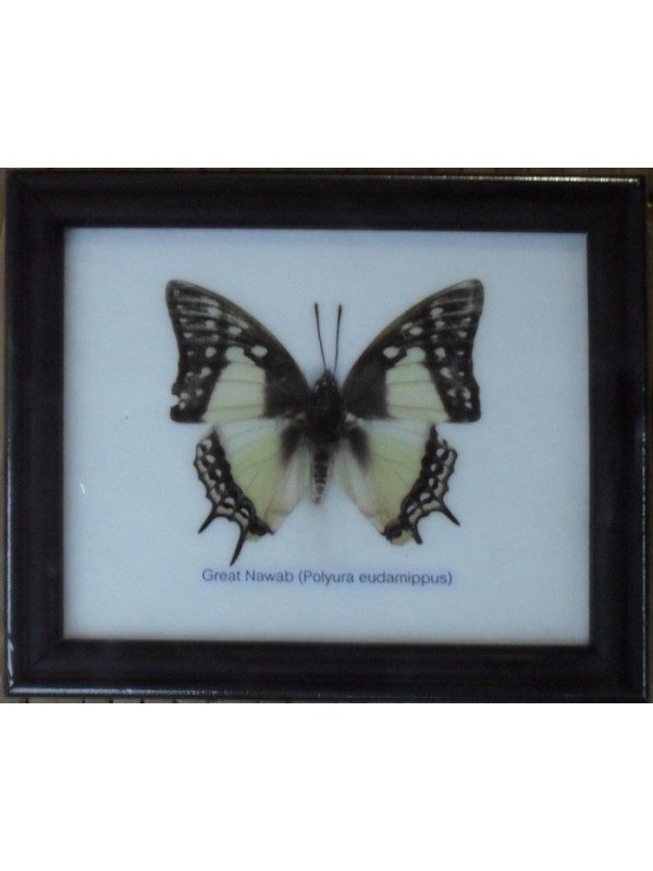 REAL SINGLE GREAT NAWAB BUTTERFLY TAXIDERMY IN FRAME