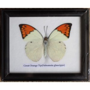 REAL SINGLE GREAT ORANGE TIP BUTTERFLY TAXIDERMY IN FRAME