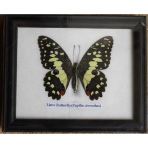 REAL SINGLE LIME BUTTERFLY TAXIDERMY IN FRAME