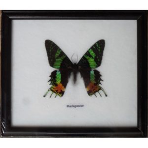 REAL SINGLE MADAGASCAR BUTTERFLY TAXIDERMY IN FRAMED