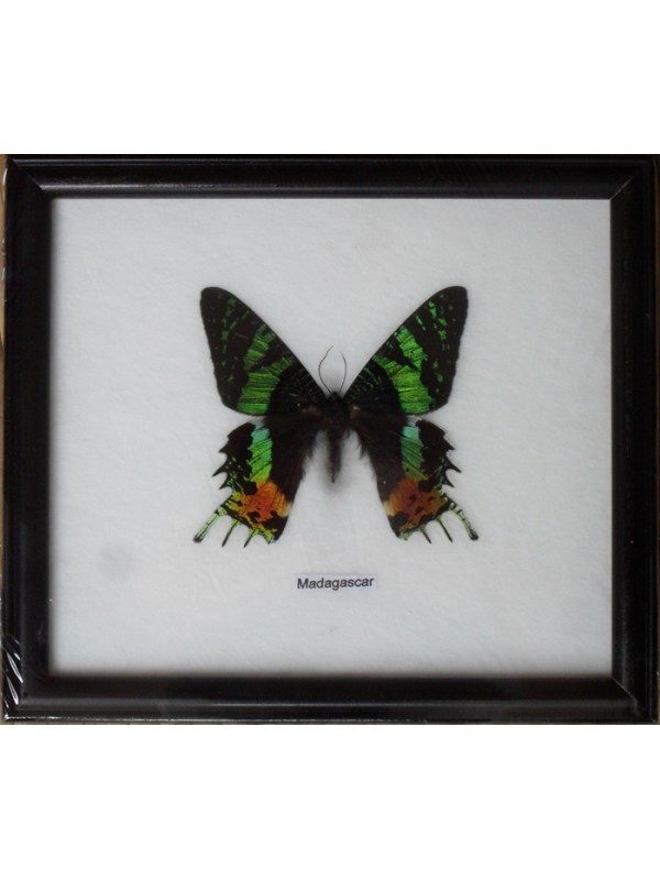 REAL SINGLE MADAGASCAR BUTTERFLY TAXIDERMY IN FRAMED