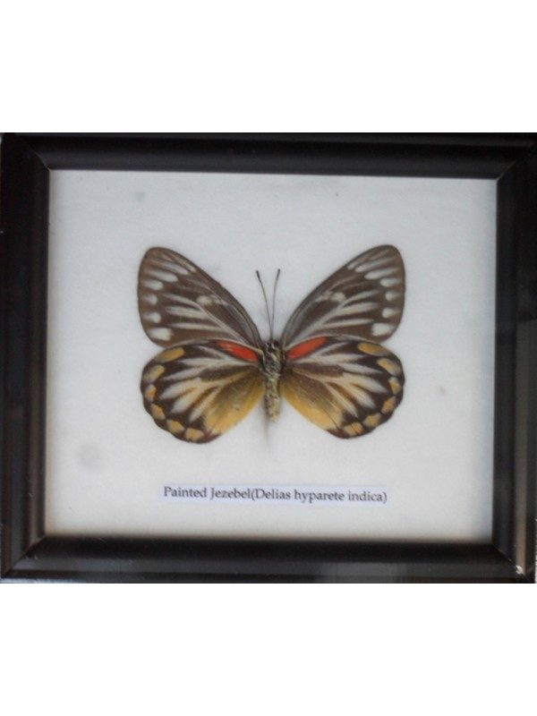 REAL SINGLE PAINTED JEZEBEL BUTTERFLIES TAXIDERMY IN FRAME