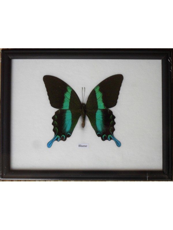 REAL SINGLE PAPILIO BLUMEI BUTTERFLY TAXIDERMY IN FRAME