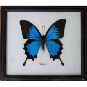 REAL SINGLE PAPILIO ULYSSES BUTTERFLY TAXIDERMY IN FRAME