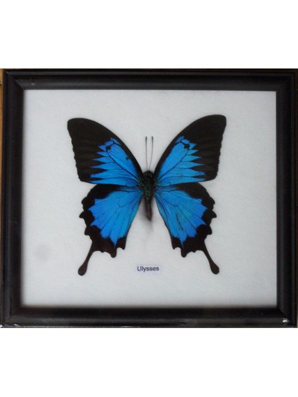 REAL SINGLE PAPILIO ULYSSES BUTTERFLY TAXIDERMY IN FRAME