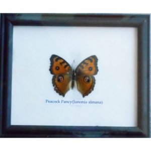 REAL SINGLE PEACOCK PANSY BUTTERFLY TAXIDERMY IN FRAME