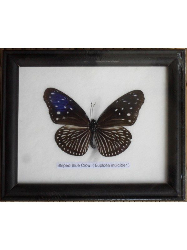 REAL SINGLE STRIPED BLUE CROW BUTTERFLIES TAXIDERMY IN FRAME