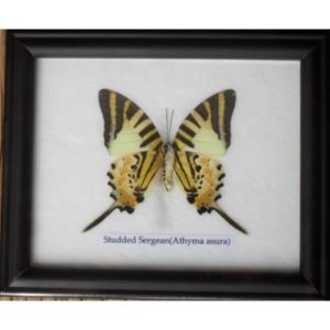 REAL SINGLE STUDDED SERGEANT BUTTERFLIES TAXIDERMY IN FRAME