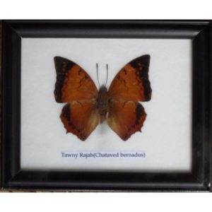 REAL SINGLE TAWNY RAJAH BUTTERFLY TAXIDERMY IN FRAME