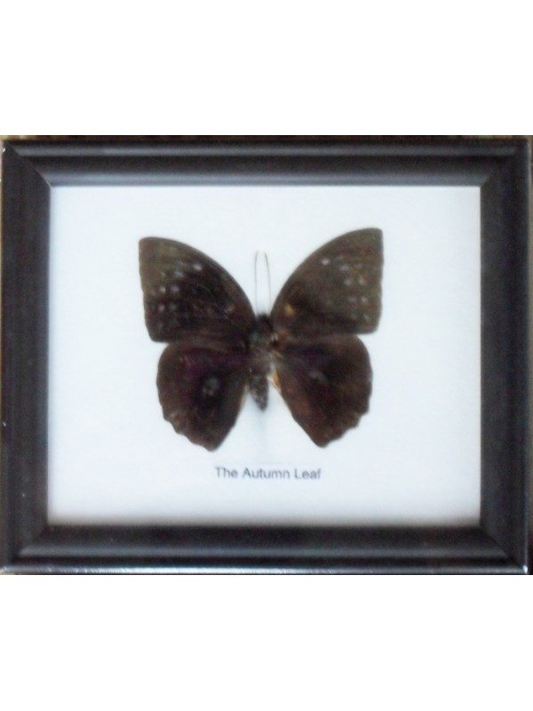 REAL SINGLE THE AUTUMN LEAF BUTTERFLIES TAXIDERMY IN FRAME