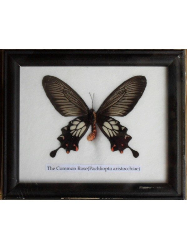 REAL SINGLE THE COMMON ROSE BUTTERFLY TAXIDERMY IN FRAME
