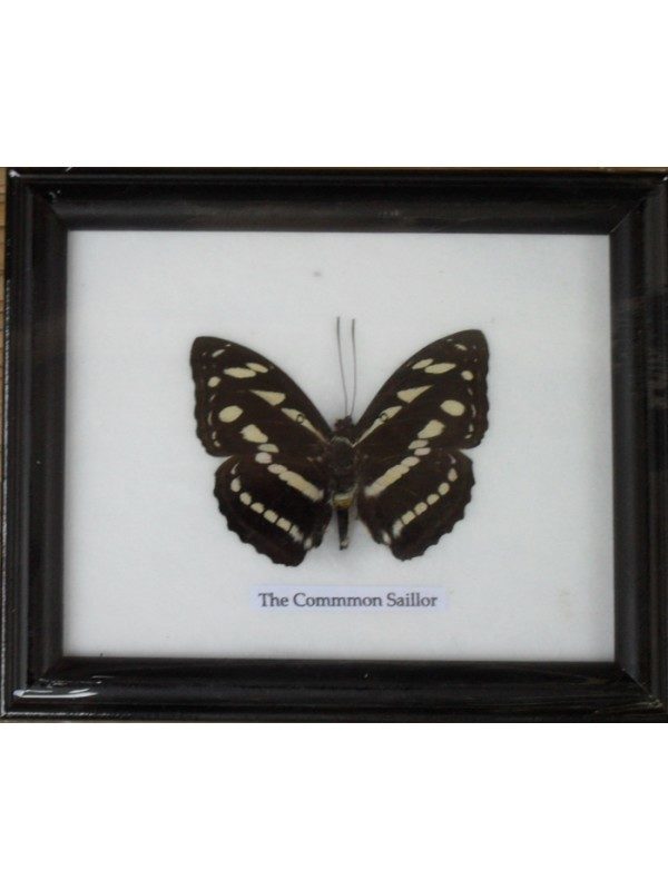 REAL SINGLE THE COMMON SAILOR BUTTERFLY TAXIDERMY IN FRAME