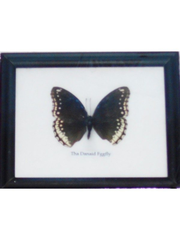 REAL SINGLE THE DANAID EGGFLY BUTTERFLY TAXIDERMY IN FRAME