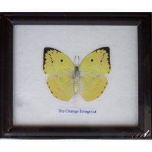 REAL SINGLE THE ORANGE EMIGRANT BUTTERFLIES TAXIDERMY IN FRAME