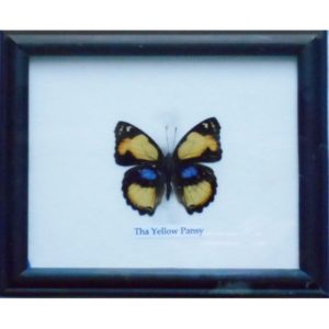 REAL SINGLE YELLOW PANSY BUTTERFLY TAXIDERMY IN FRAME