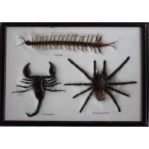 REAL SPIDER CENTIPEDE SCORPION COLLECTION TAXIDERMY FRAMED