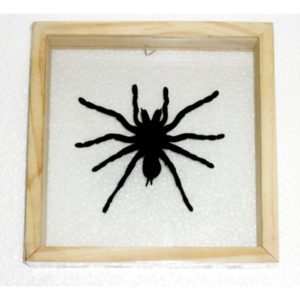 REAL SPIDER TARANTULA INSECT TAXIDERMY DOUBLE GLASS IN FRAME