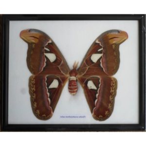 REAL THE ATLAS MOTHS(F) BUTTERFLY INSECT GIFT TAXIDERMY IN FRAME