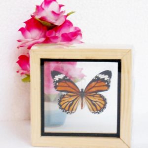 REAL THE COMMON TIGER DANAUS GENUTIA BUTTERFLY INSECT COLLECTIBLE TAXIDERMY DOUBLE GLASS IN FRAMED