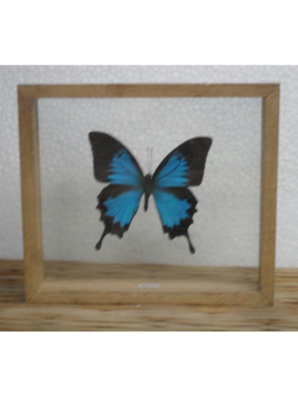 REAL ULYSSES BUTTERFLY TAXIDERMY DOUBLE GLASS IN FRAME