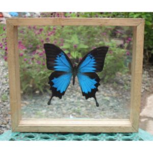 REAL ULYSSES BUTTERFLY TAXIDERMY DOUBLE GLASS IN FRAME