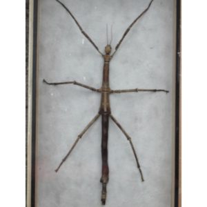 REAL WALKING STICK INSECT TAXIDERMY COLLECTION IN WOODEN BOX
