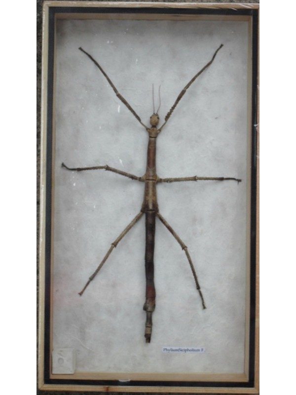 REAL WALKING STICK INSECT TAXIDERMY COLLECTION IN WOODEN BOX