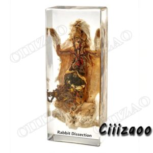 Rabbit Dissection specimen animal paperweight Taxidermy Collection embedded In Clear Lucite Block Embedding Specimen