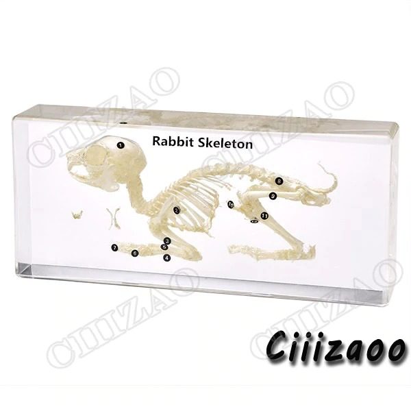 Rabbit Skeleton Specimen Taxidermy paperweight Collection embedded In Clear Lucite Block Embedding Specimen