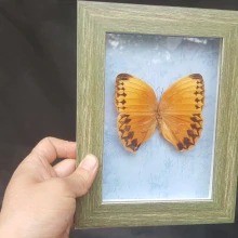 Real Butterfly Wall Art Framed Insect Display Real Genuine Asian Taxidermy Natural oddies Craft Wall