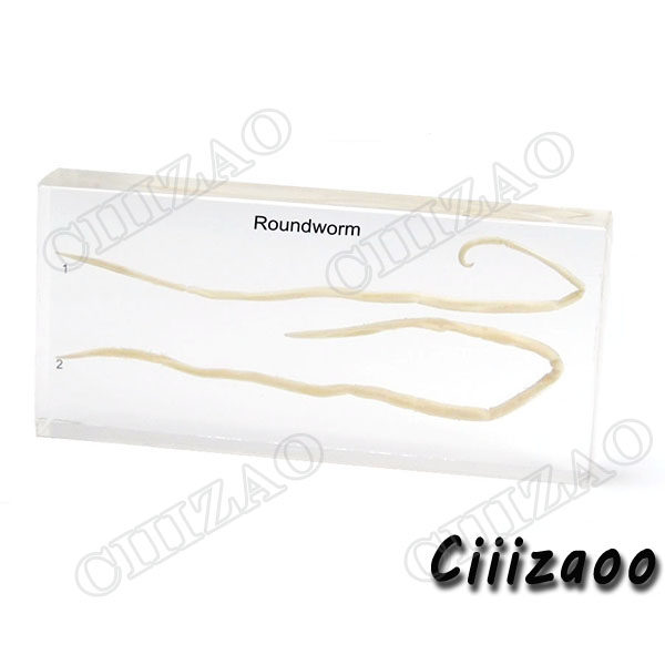 Roundworm specimen animal paperweight Taxidermy Collection embedded In Clear Lucite Block Embedding Specimen