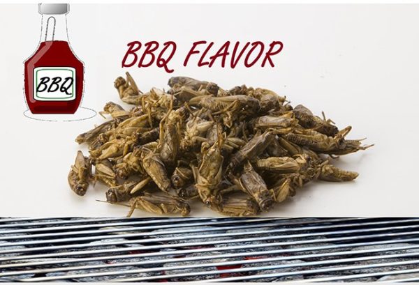 Small edible crickets BBQ flavor