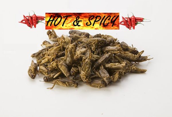 Small edible crickets hot and spicy flavor