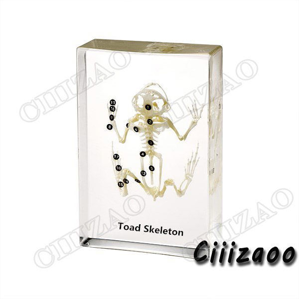 Toad Skeleton Specimen Taxidermy paperweight Collection embedded In Clear Lucite Block Embedding Specimen