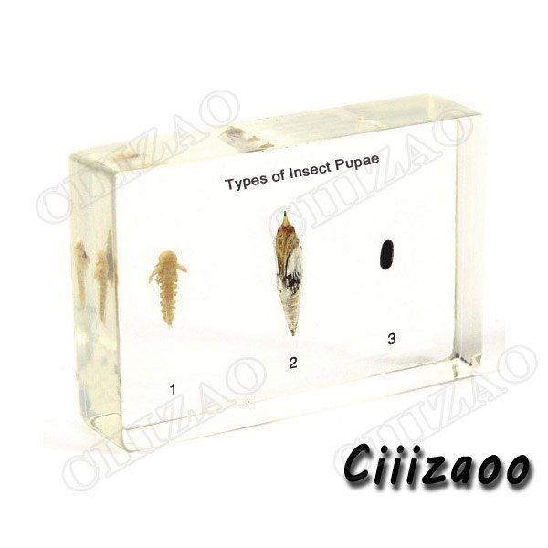 Types of Insect Pupae specimen animal paperweight Taxidermy Collection embedded In Clear Lucite Block Embedding Specimen
