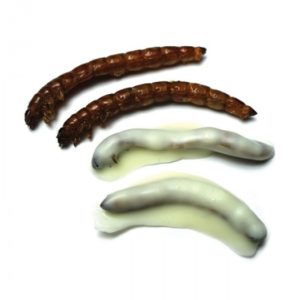 White Chocolate Superworms